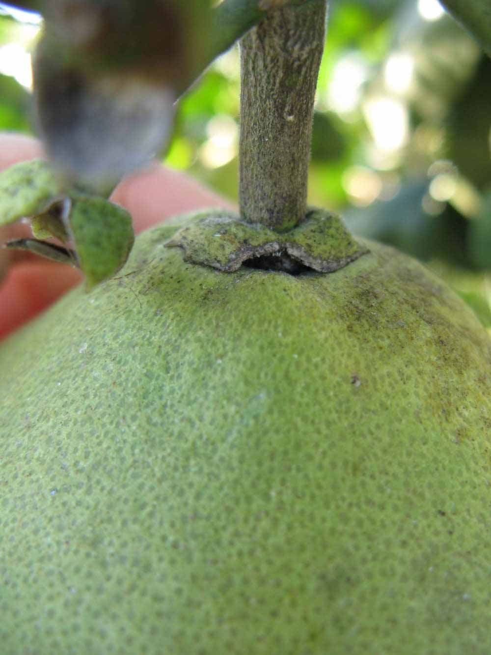            Fruit (Winter Haven, FL)   